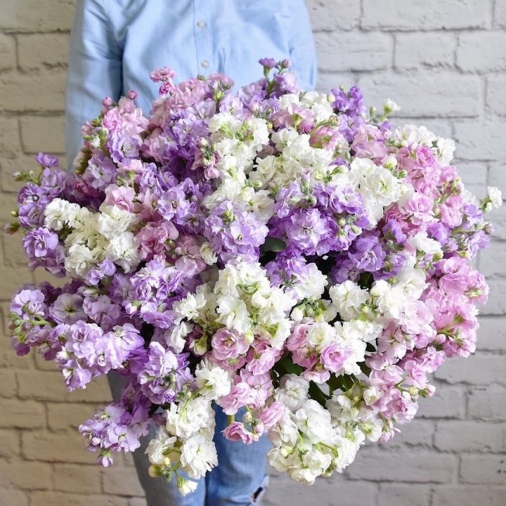 Облако маттиол в Тюмени