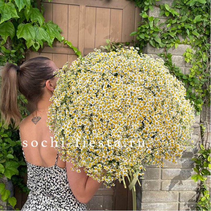 101 ромашка в Тюмени