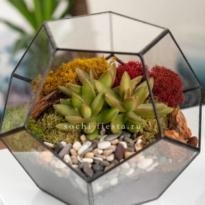Флорариум “Додекаэдр” с суккулентом Седум в Тюмени