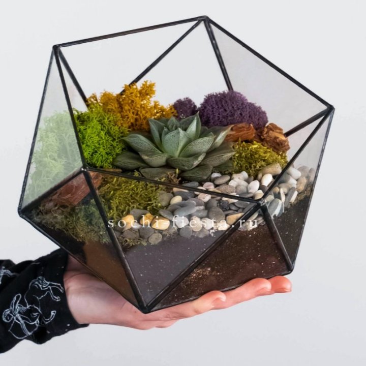 Флорариум “Икосаэдр” с суккулентом Каменная Роза в Тюмени
