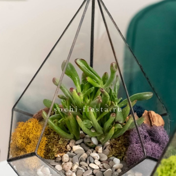 Флорариум “Капля” с суккулентом Крассула Хоббит в Тюмени