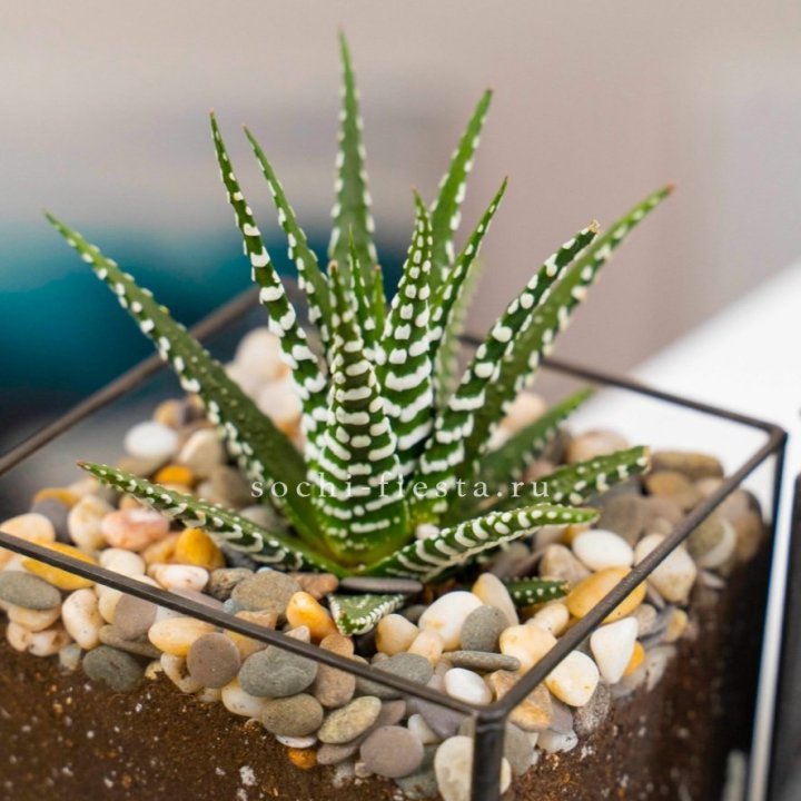 Флорариум Кубик с суккулентом Хавортия в Тюмени