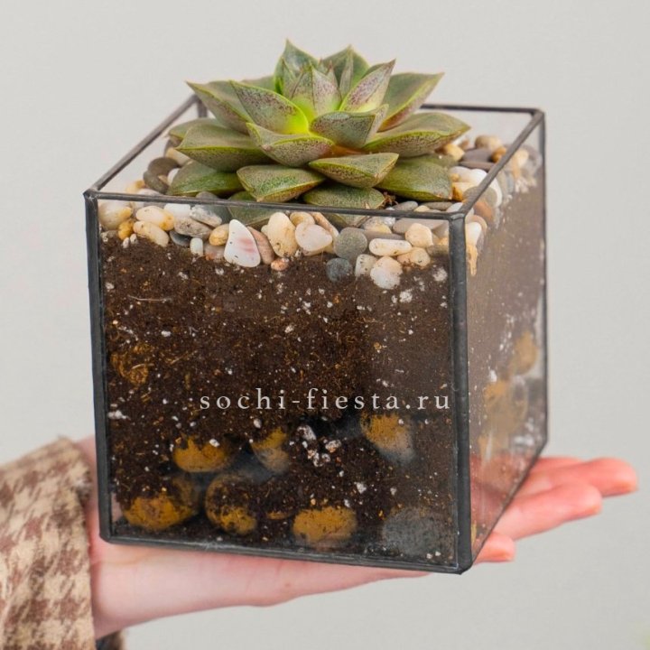 Флорариум Кубик с суккулентом Каменная роза в Тюмени