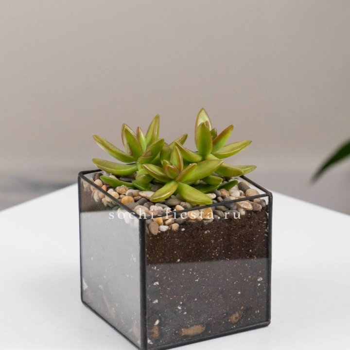 Флорариум Кубик с суккулентом Седум в Тюмени