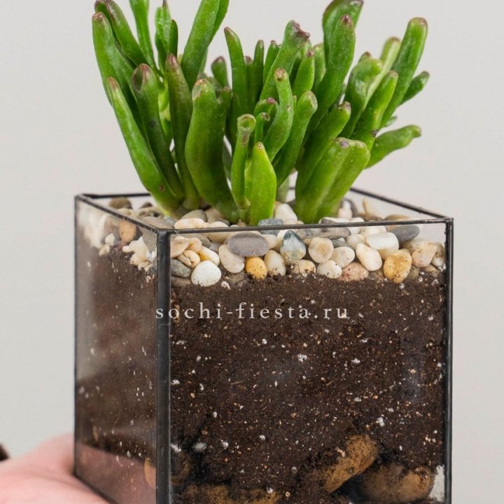 Флорариум Кубик с суккулентом Хоббит в Тюмени