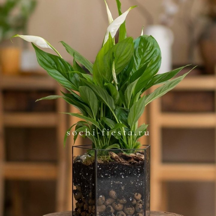 Спатифиллум в кашпо Пятиугольник в Тюмени