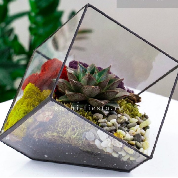 Флорариум Куб усеченный с суккулентом Каменная роза в Тюмени