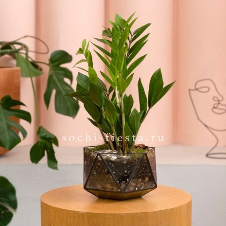 Замиокулькас в кашпо Икосаедр в Тюмени