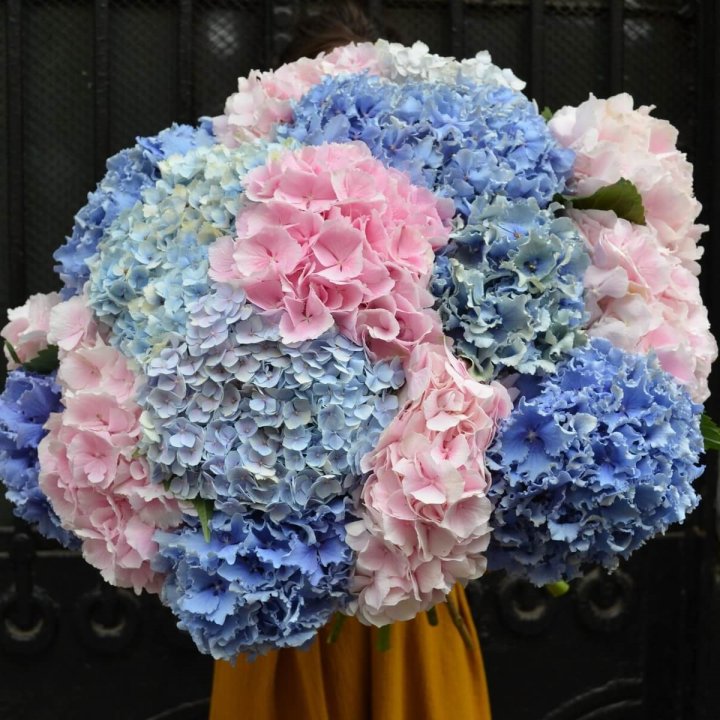 Букет гортензий "Фонтан" в Тюмени