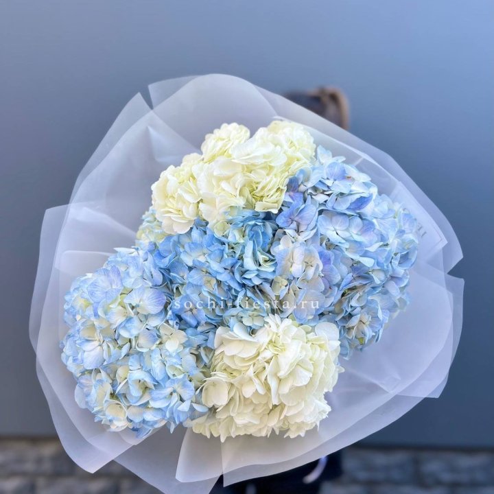 5 бело-голубых гортензий в Тюмени