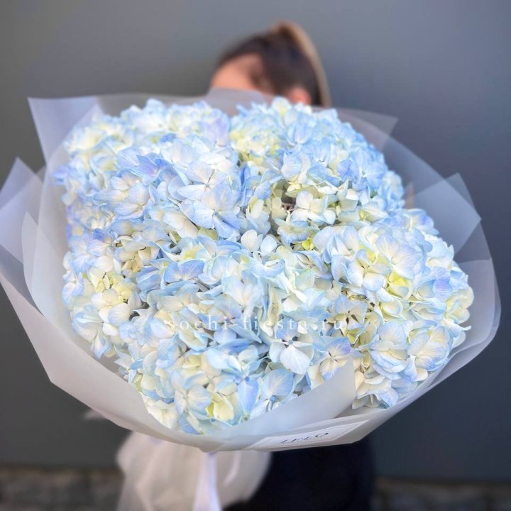 5 голубых гортензий в Тюмени