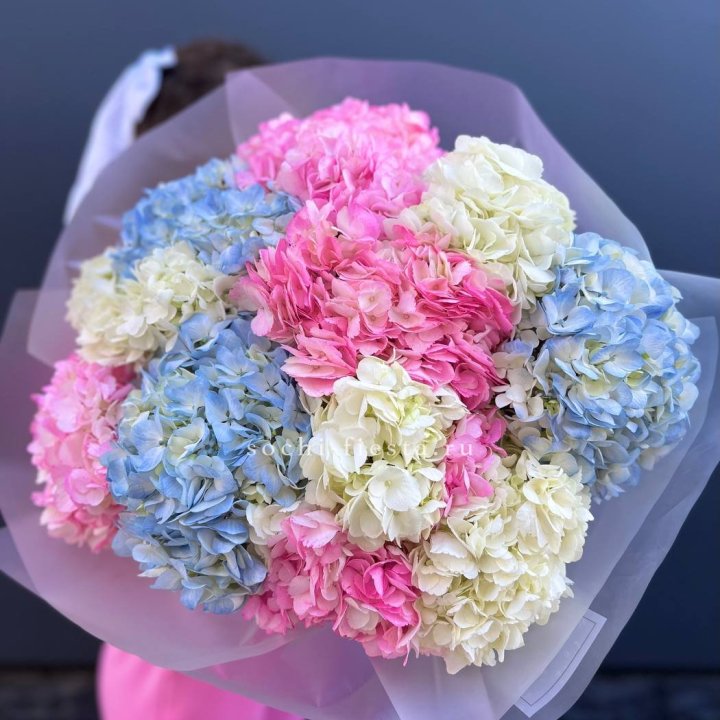 11 гортензий микс в Тюмени