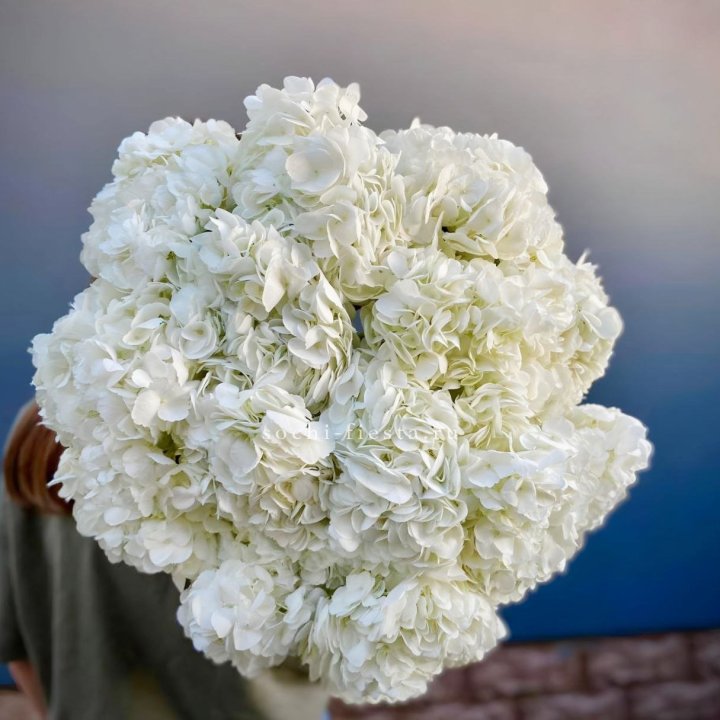 Охапка белой гортензии в Тюмени