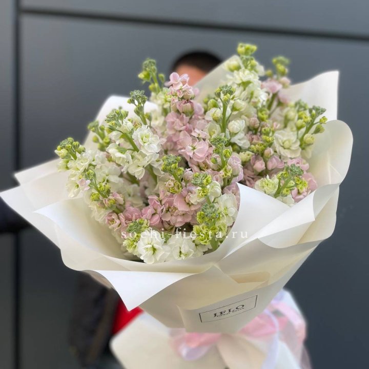 29 маттиол  в Тюмени