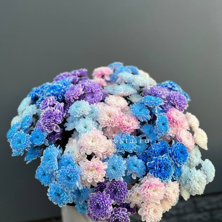 25 цветных хризантем в Тюмени