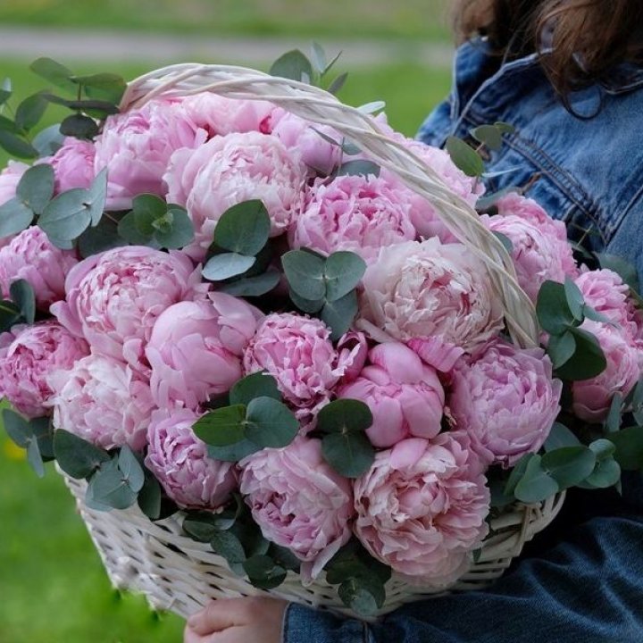 51 пион в корзине в Тюмени