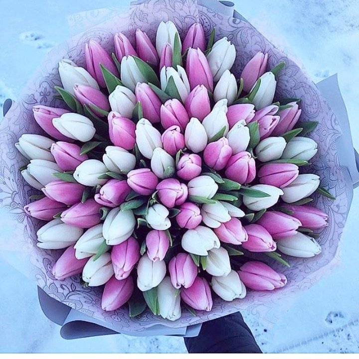 101 тюльпан "Лолипоп" в Тюмени